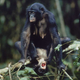 Image for article titled Evolution is steered by aggressive competition between females